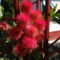 Ricinus 0 Szeptember 16-án