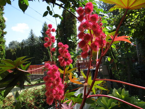 Ricinus 4 Szeptember 16-án