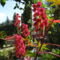 Ricinus 4 Szeptember 16-án