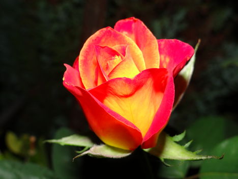 Rózsa este 0 (2012,09,07)