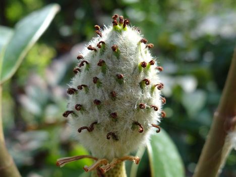 Termés 2 (2012,09,16)