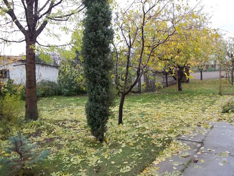 udvar ősszel
