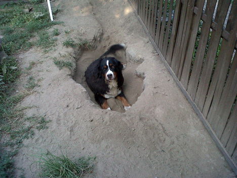 molly