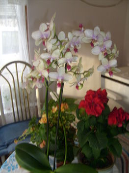 töltöttmikulás virág orchidea