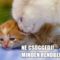 cica-macska-aranyos