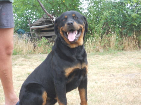 dózer
