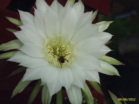 Echinposis
