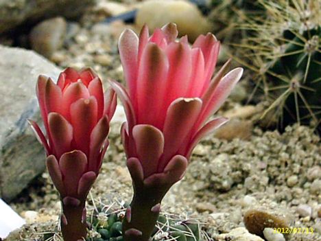 Gymnocalycium