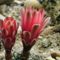 Gymnocalycium
