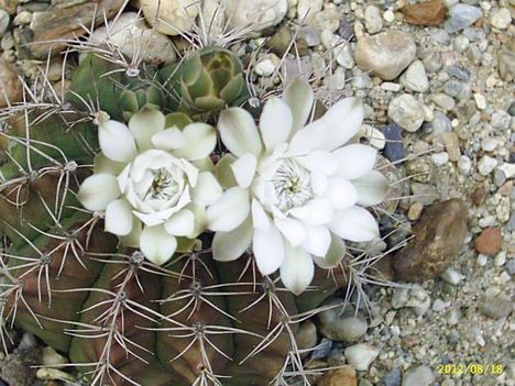 Gymnocalycium