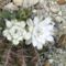 Gymnocalycium
