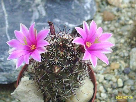 Mammillaria