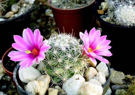 Mammillaria