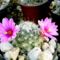Mammillaria
