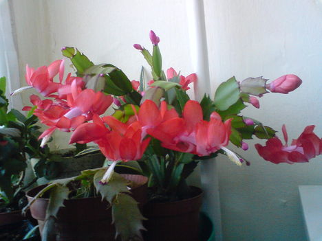 DSC00247