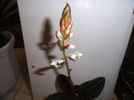 Ékszerorchidea 2