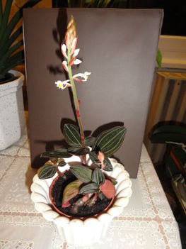 Ékszerorchidea 3