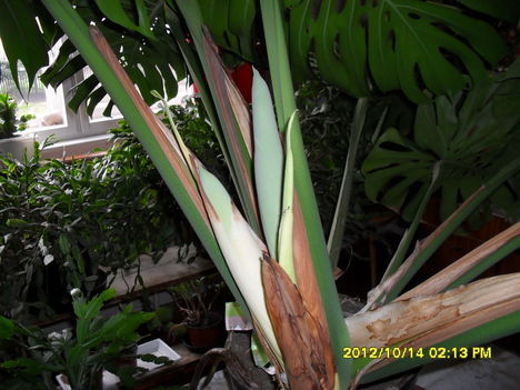 Filodendron 1