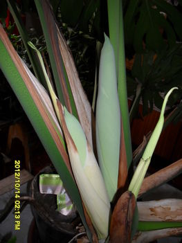 Filodendron 2