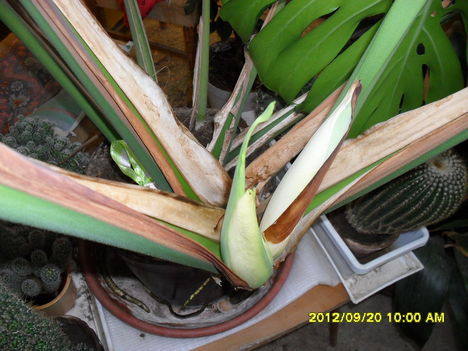 Filodendron 4