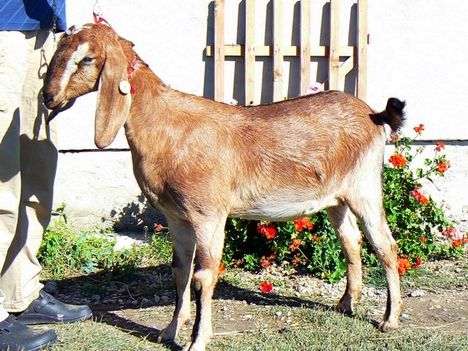 Isatis