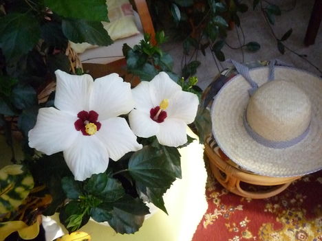 Kínai Hibiscus