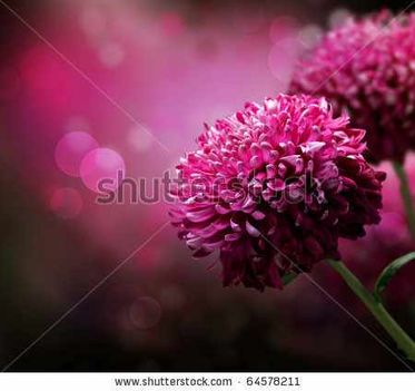 stock-photo-dahlia-autumn-flower-design-with-copy-space-64578211