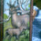 Bambi.