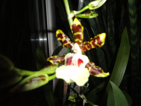 Cambria 15