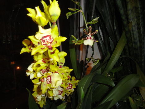 Cambria 3