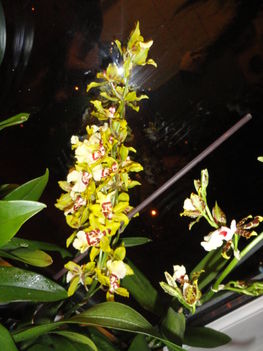 Cambria    Colmonara Wildcat Yellow Butterfly  22