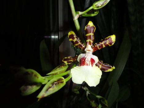 Cambria    Oncidium Jungle Monarc   10