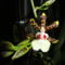 Cambria    Oncidium Jungle Monarc   10