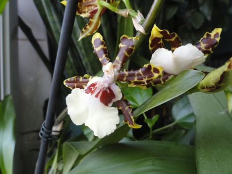 Cambria   Oncidium  Jungle Monarc  7