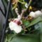 Cambria   Oncidium  Jungle Monarc  7