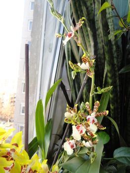 Cambria   Oncidium Jungle Monarc  13