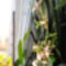 Cambria   Oncidium Jungle Monarc  13