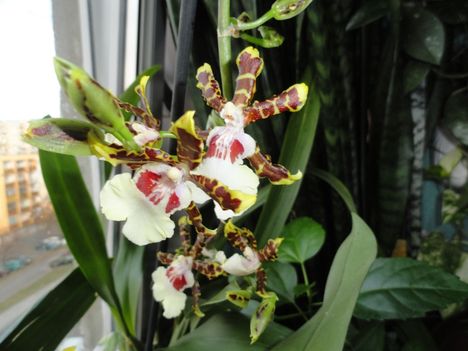 Cambria   Oncidium Jungle Monarc   24 kép