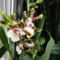 Cambria   Oncidium Jungle Monarc   24 kép