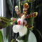 Cambria   Oncidium Jungle Monarc    16
