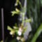Cambria   Onciodium Jungle Monarc    27