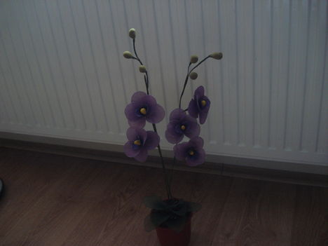két águ orchidea 002