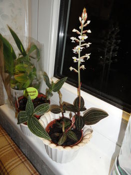 Ludisia discolor 6