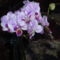 Orchidea