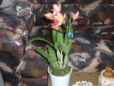 Orchidea