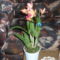 Orchidea