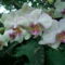 orchidea_kiallitasnew_york_2010-043_601523_99312