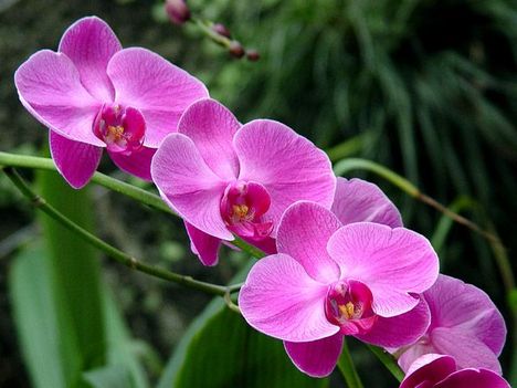 oszi-orchidea-es-bromelia-kiallitas-nov-4-6-14538
