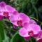 oszi-orchidea-es-bromelia-kiallitas-nov-4-6-14538