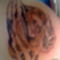tigris